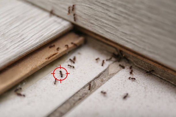 Best Ant Control Services  in Deerfield, IL